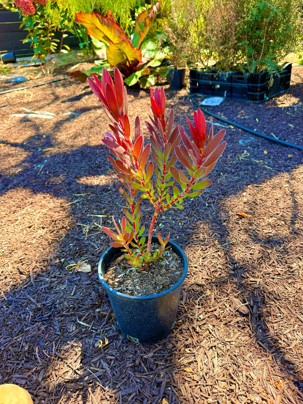 Leucadendron ‘Safari Sunset Live Established Plants