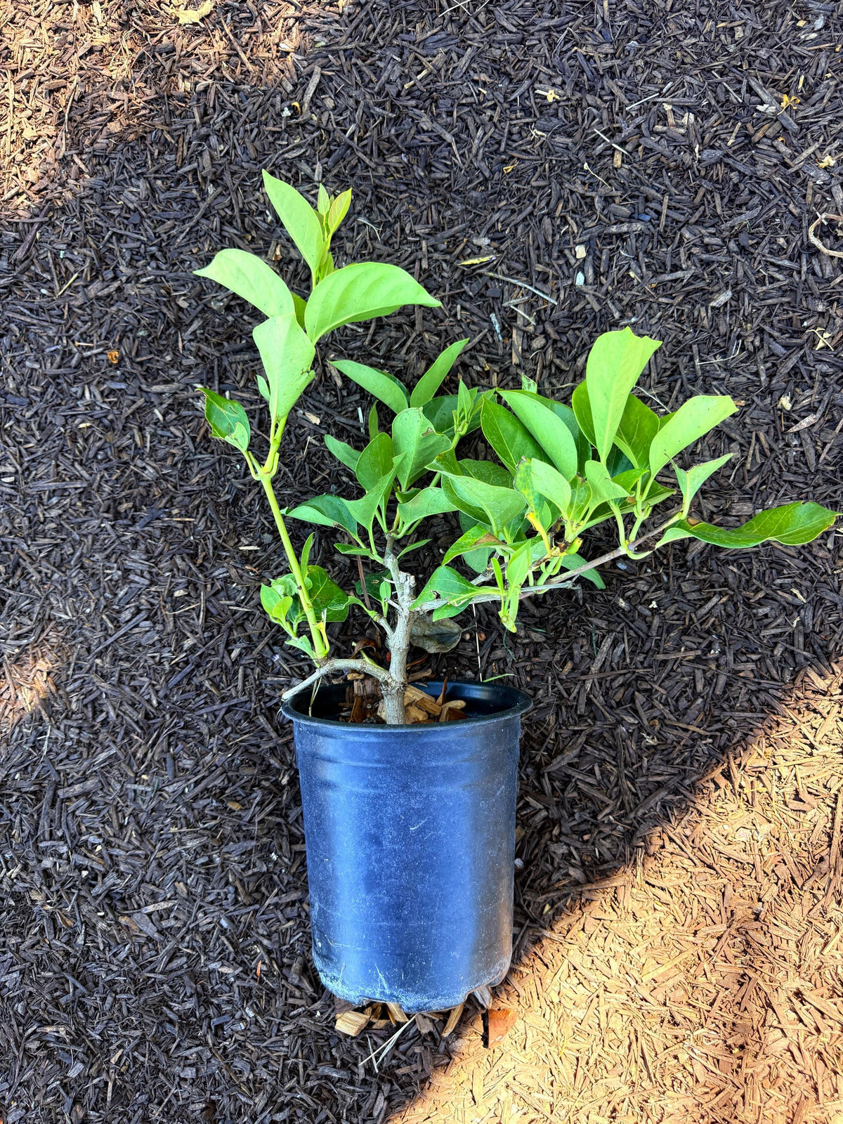 Burmese Giant Honeysuckle (Super Fragrant!) - 1 Gallon - Live Plant
