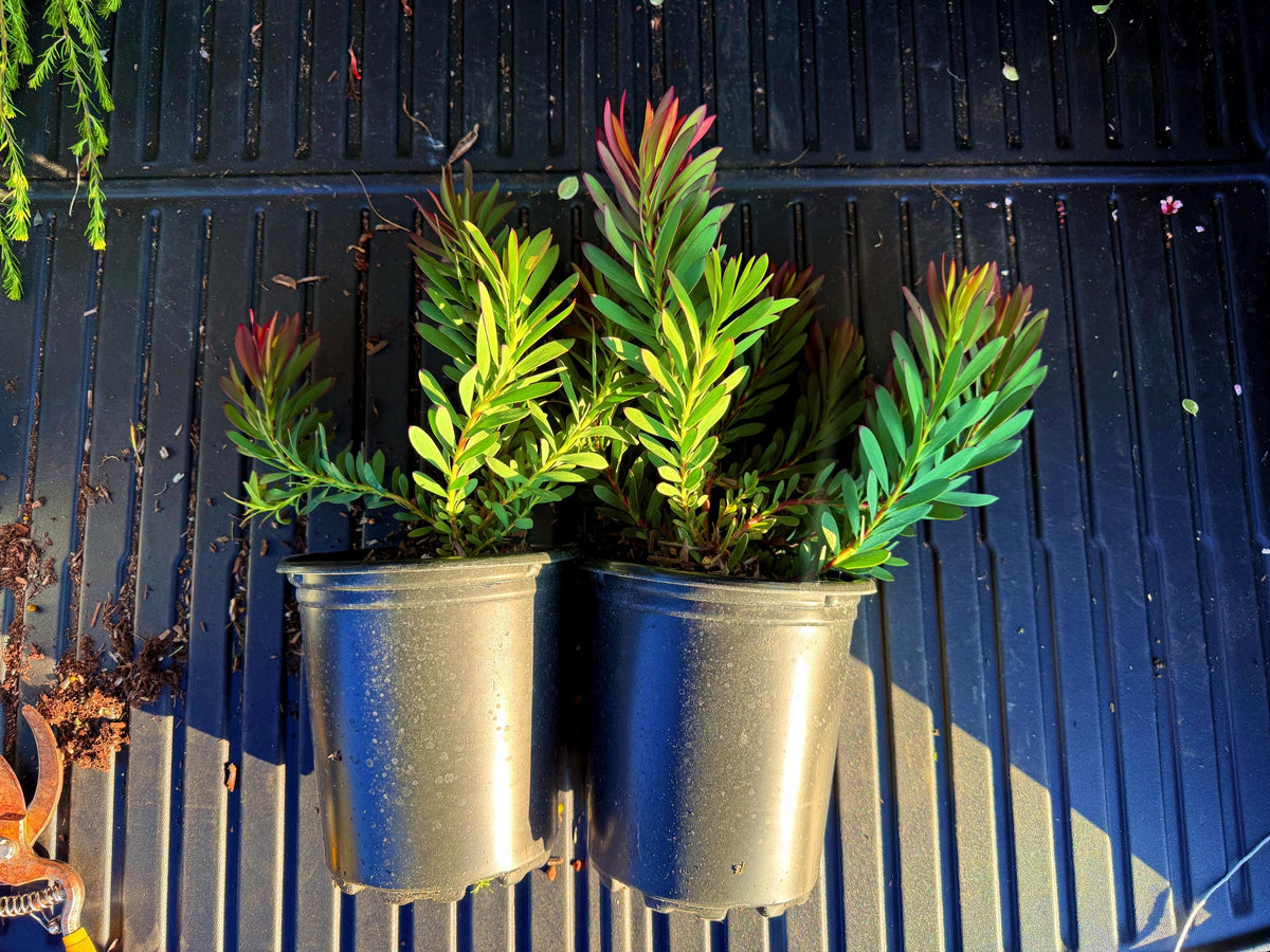 Leucadendron ‘Winter Red - 1 Gallon - Live Plant