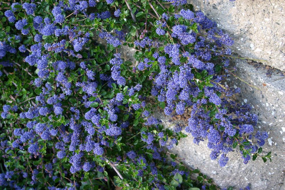 Ceanothus ‘Centennial California Lilac - 1 Gallon - Live Native Plant