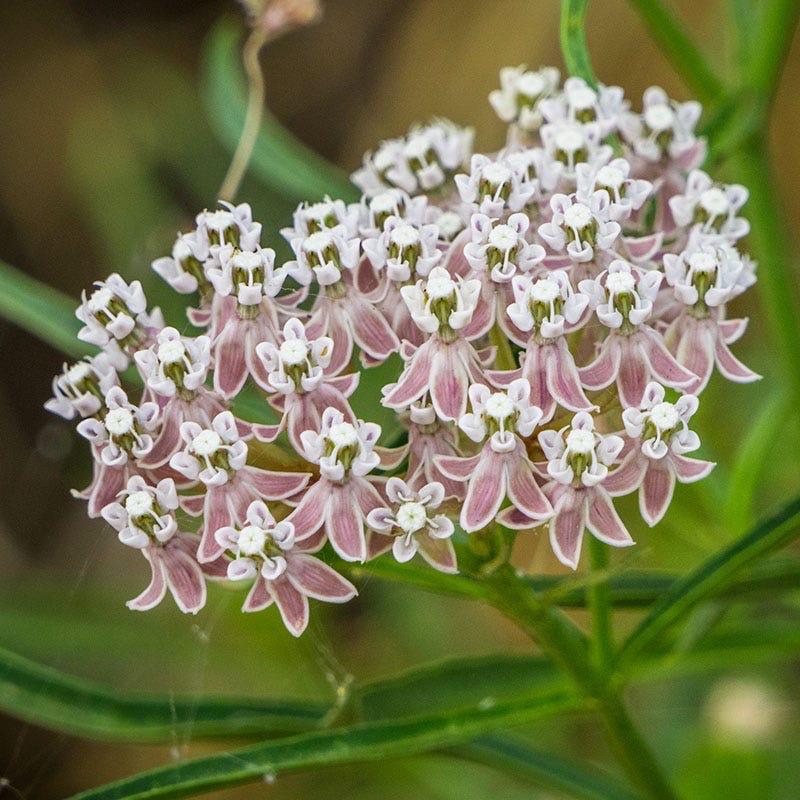 TWO Narrow Leaf Milkweed - 1 Gallon - Live Host Plant