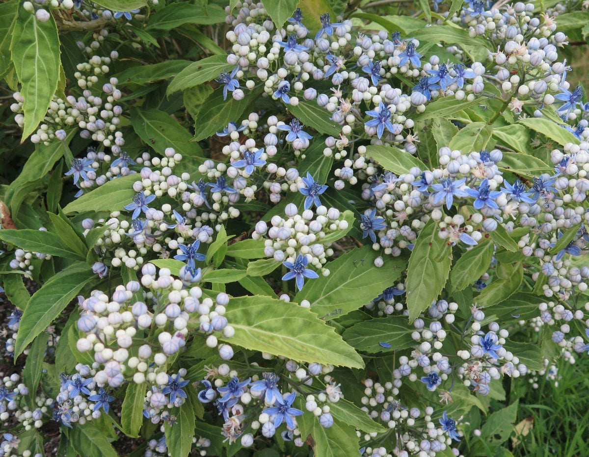 Evergreen Hydrangea febrifuga - 1 Gallon Live Plant