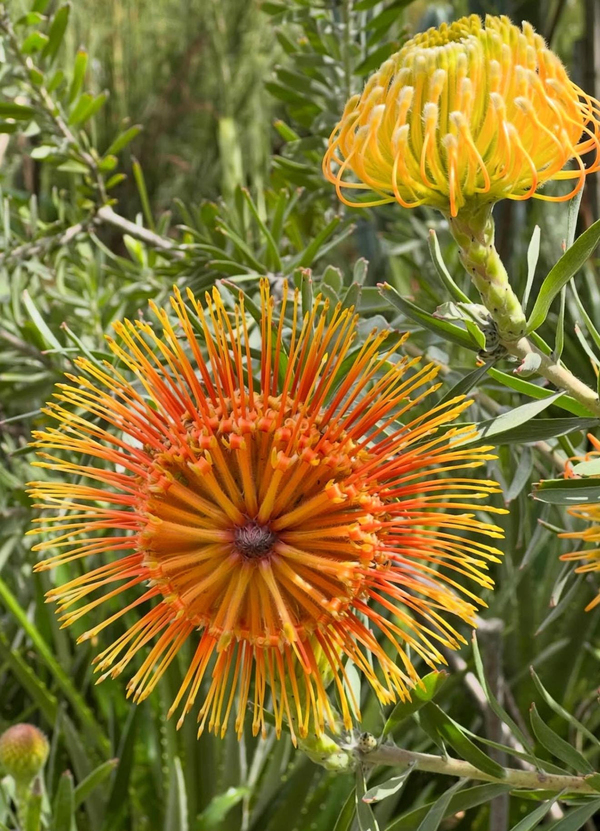 Leucospermum ‘Brandi Dela Cruz Live Plants - 1 Gallon Size