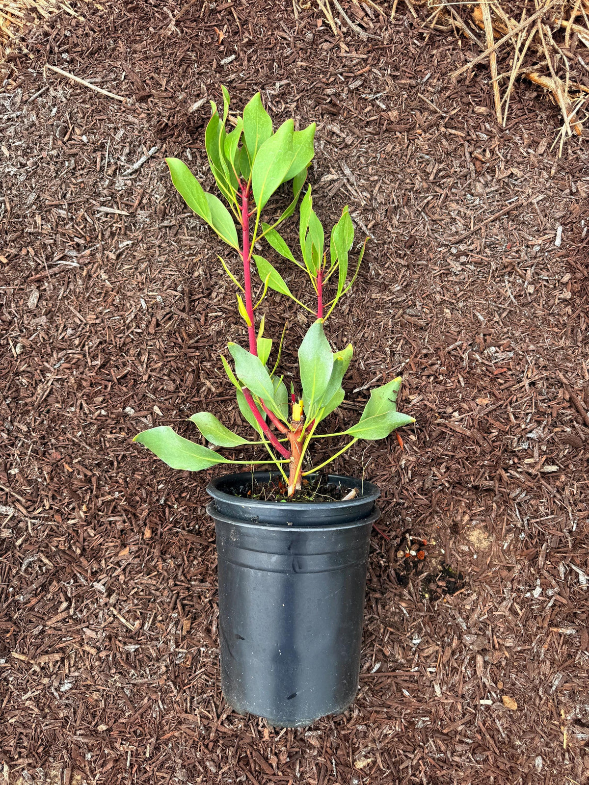 King Protea - HUGE 12 Inch Flowers! - 1 Gallon - Live Plant