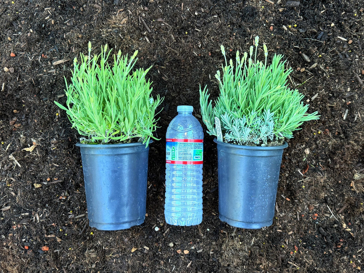3-Pack WHITE LAVENDER 'Elegance Snow' - Live Established Lavender Plants