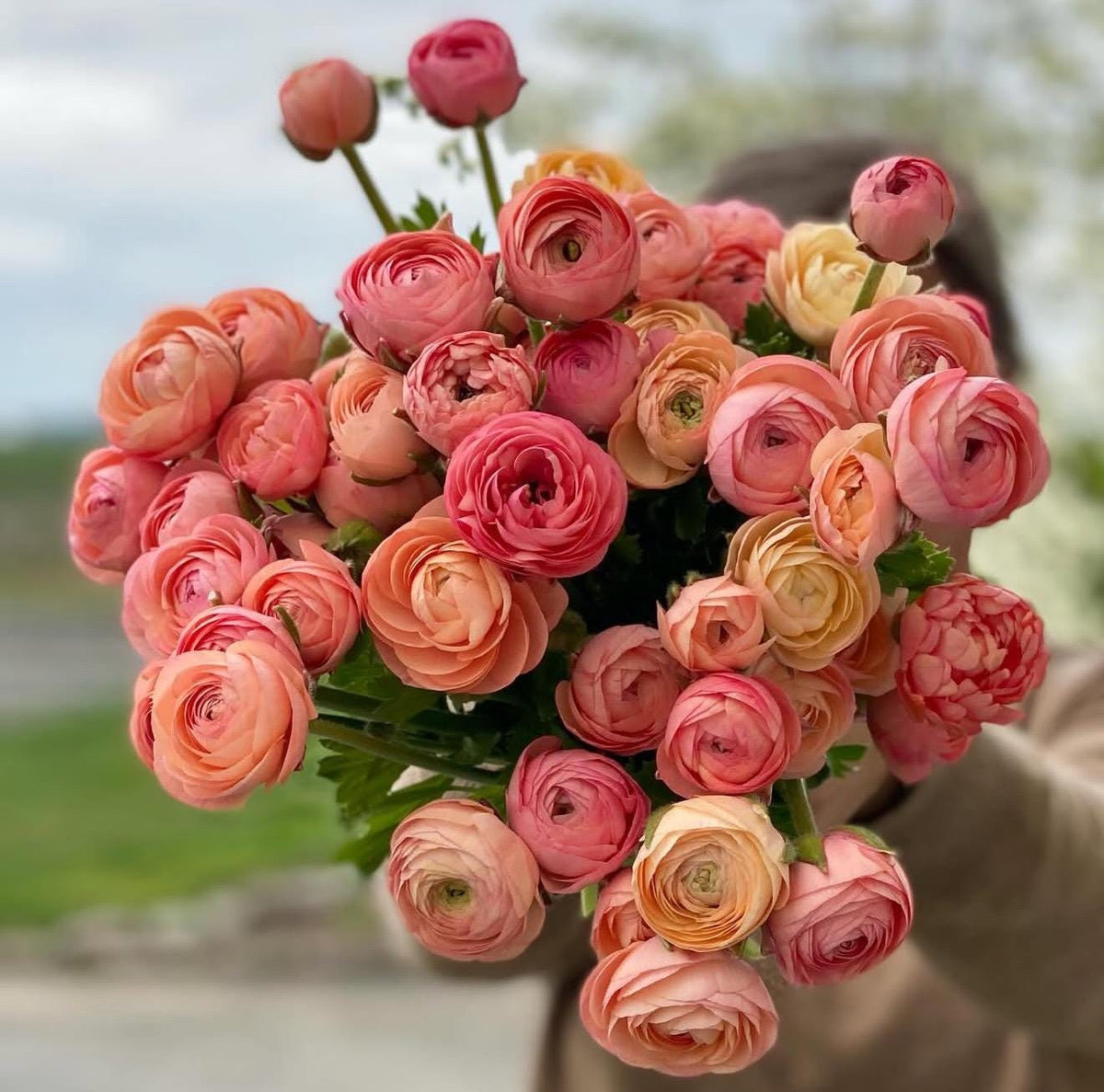 Imported Ranunculus ‘Pastello Dolce Vita Elegance Series - 5 Corms
