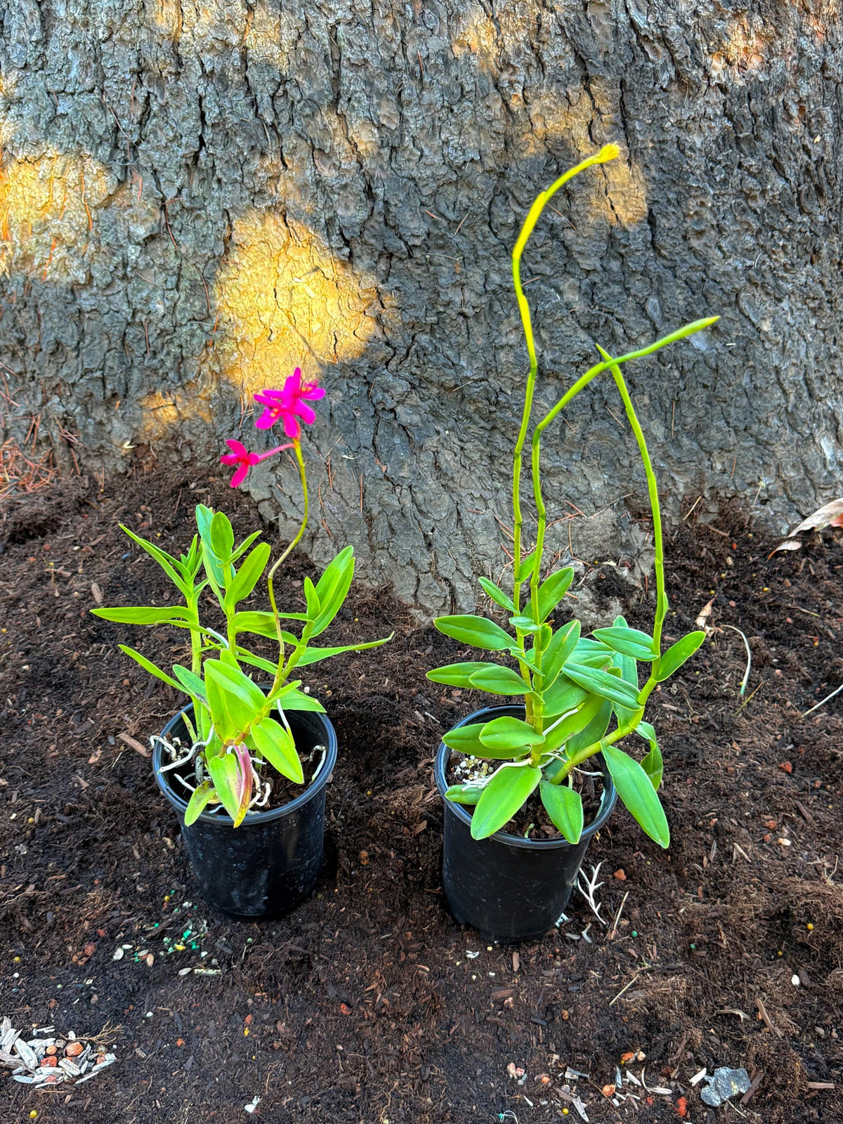 Epidendrum Orchid Hybrid Orange - Live Plants