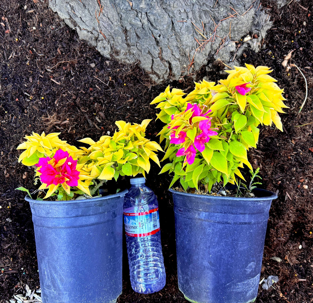 NEW Bougainvillea 'Golden torch' - Live Plants - Compact Columnar Shrub