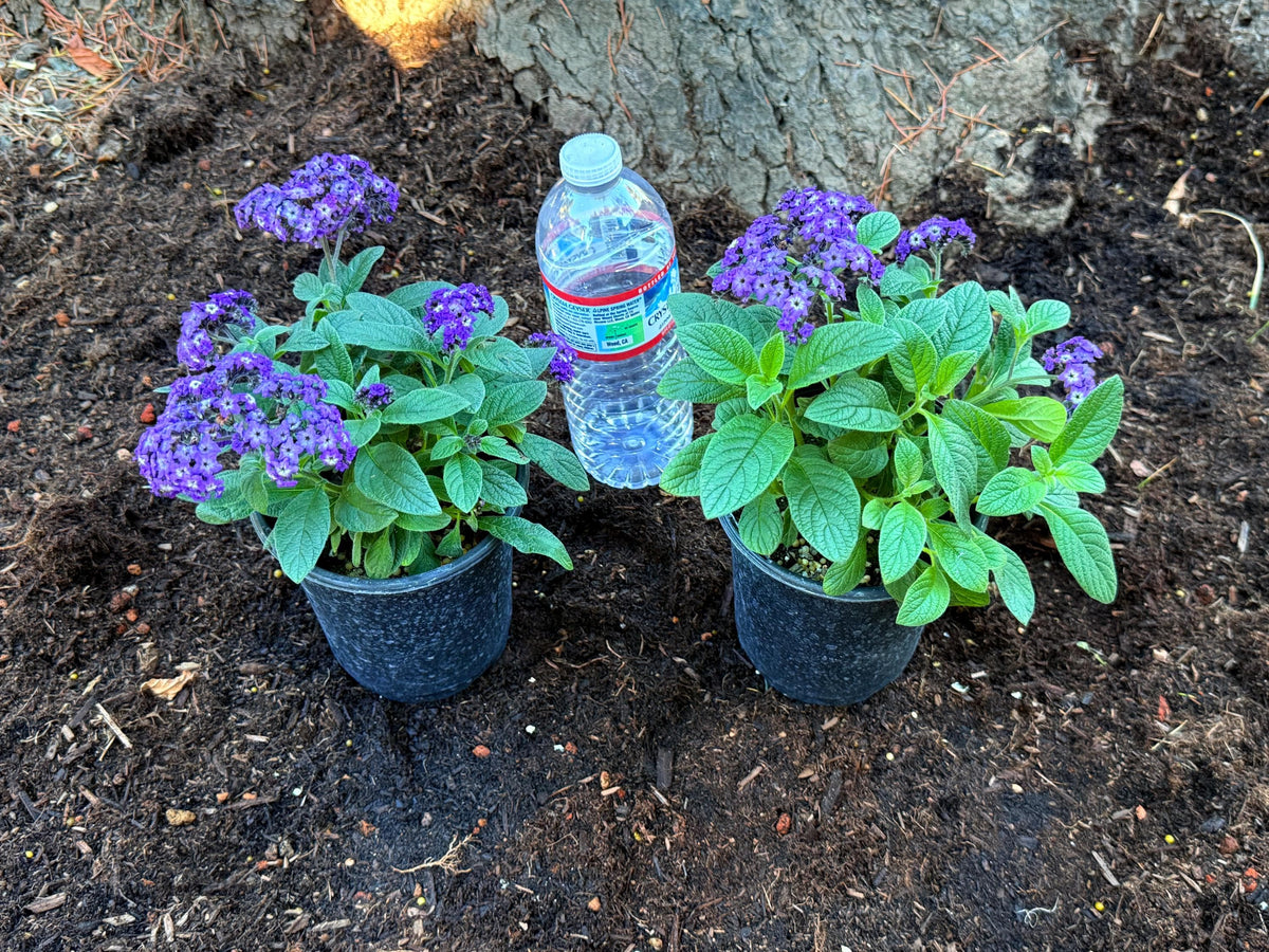 TWO 'Fragrant Delight' Heliotrope - (Highly Fragrant perennial) Live plants