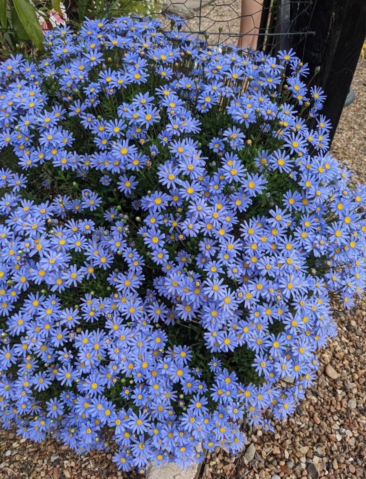 2-Pack Daisy 'Felicity Blue' Established Plants (Felicia amelloides)