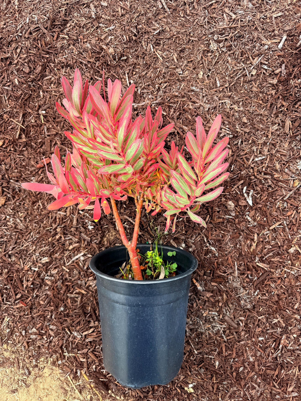 Large Leucadendron ‘JESTER | 1 Gallon Size Established Large Live Plants