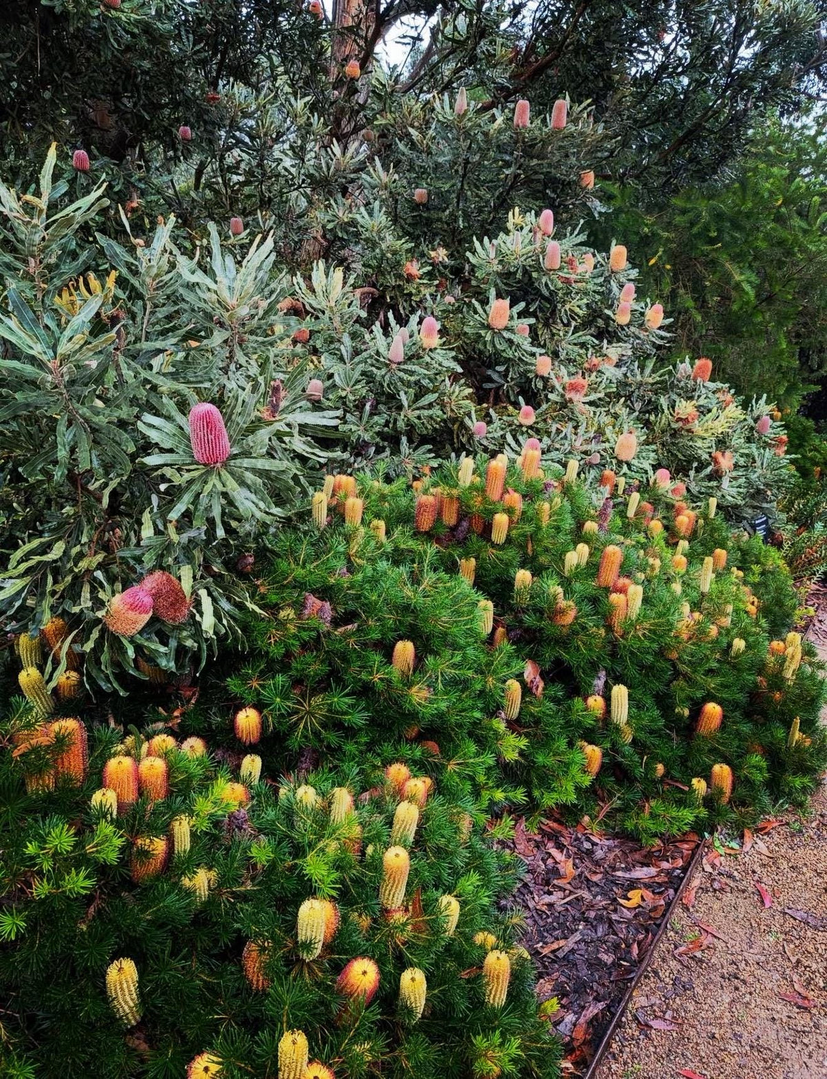BANKSIA (In Bloom!) | Live Plants - Super Unique Blooms. Easy & Drought Tolerant! (Banksia ericifolia ‘Compact Form)