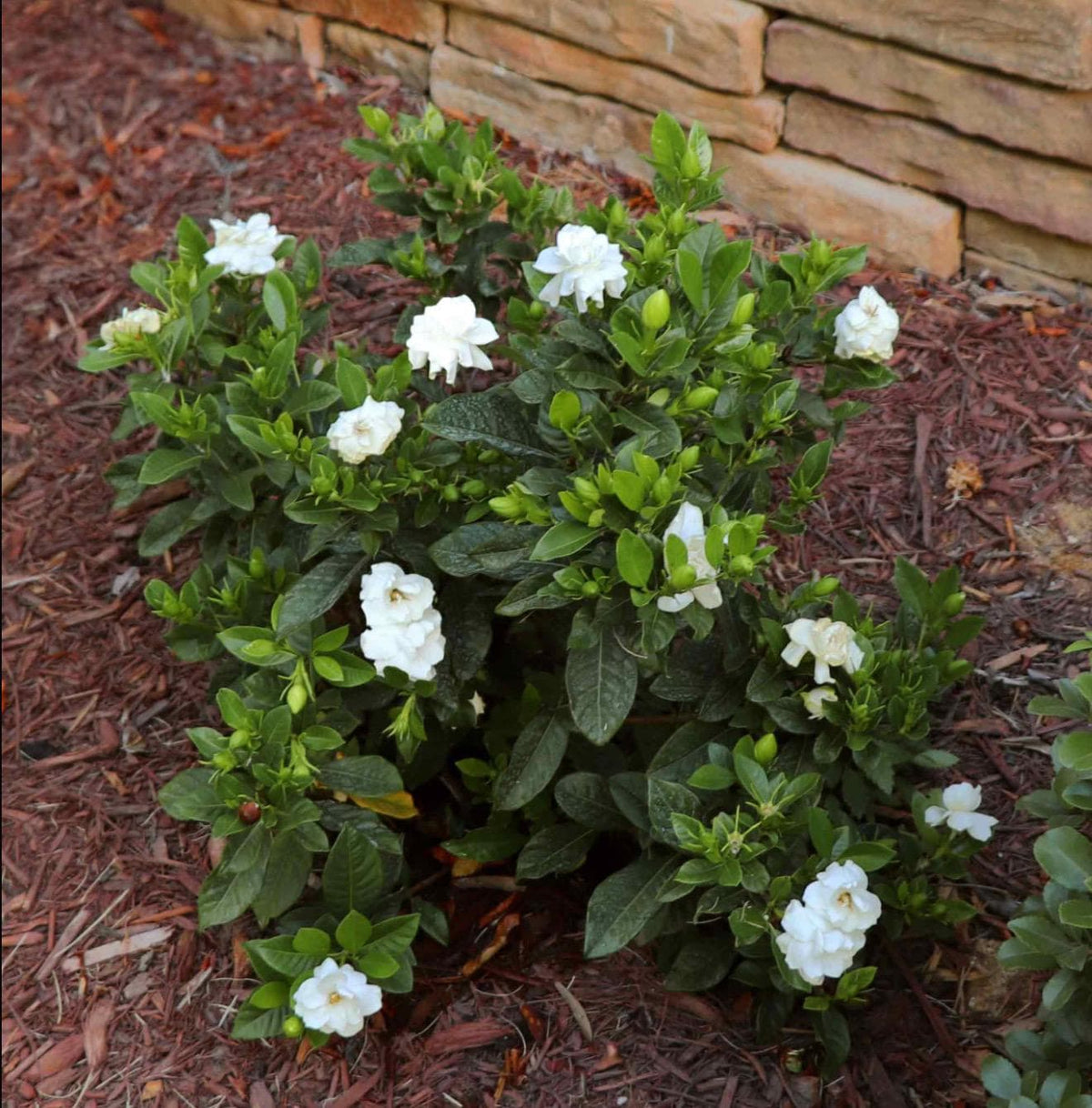 Gardenia ‘Frostproof (Super Fragrant!) - LARGE 1 Gallon Live Plants
