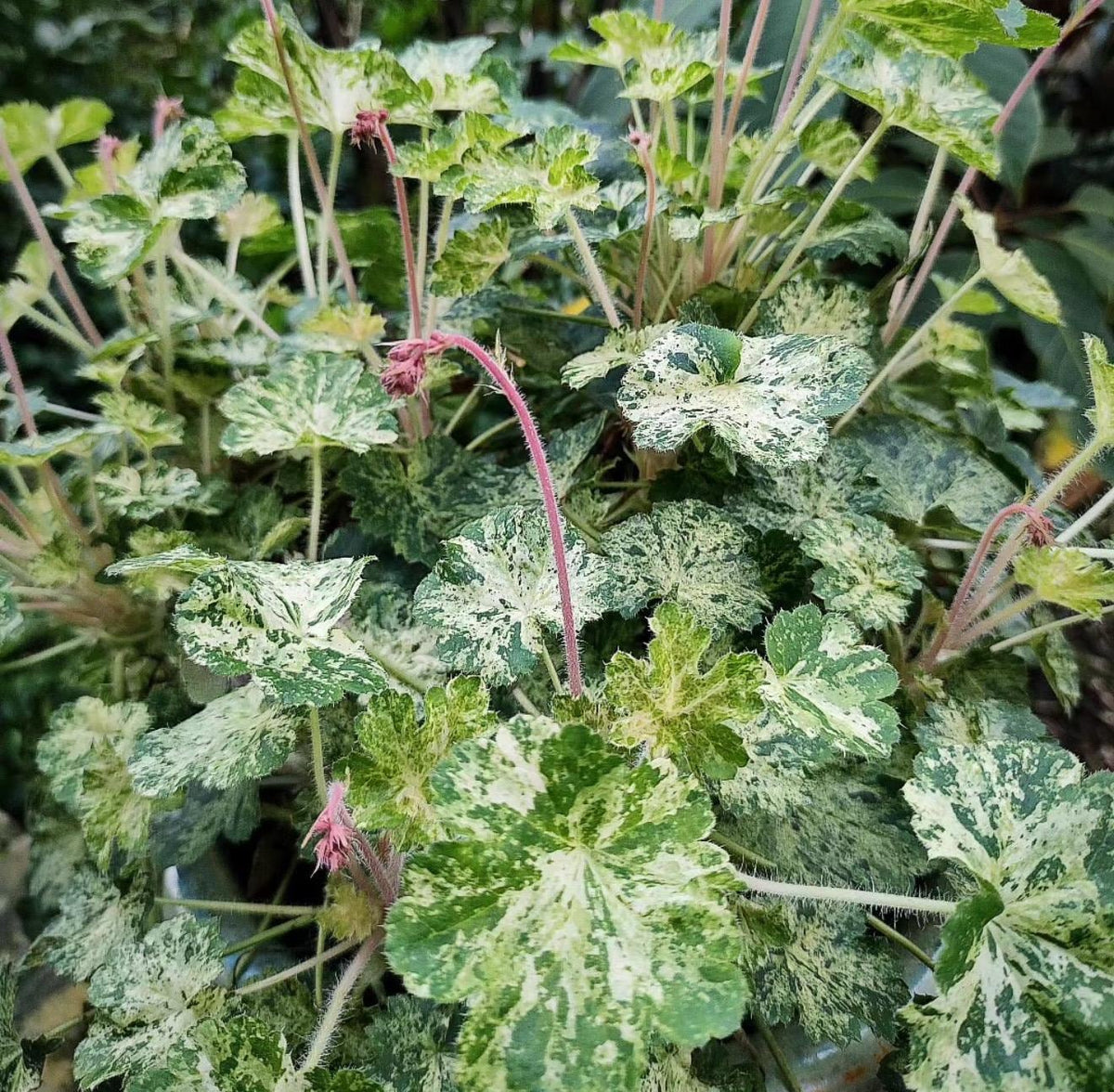 Snow Angel Heuchera - Variegated Leaves - Live Established Plants