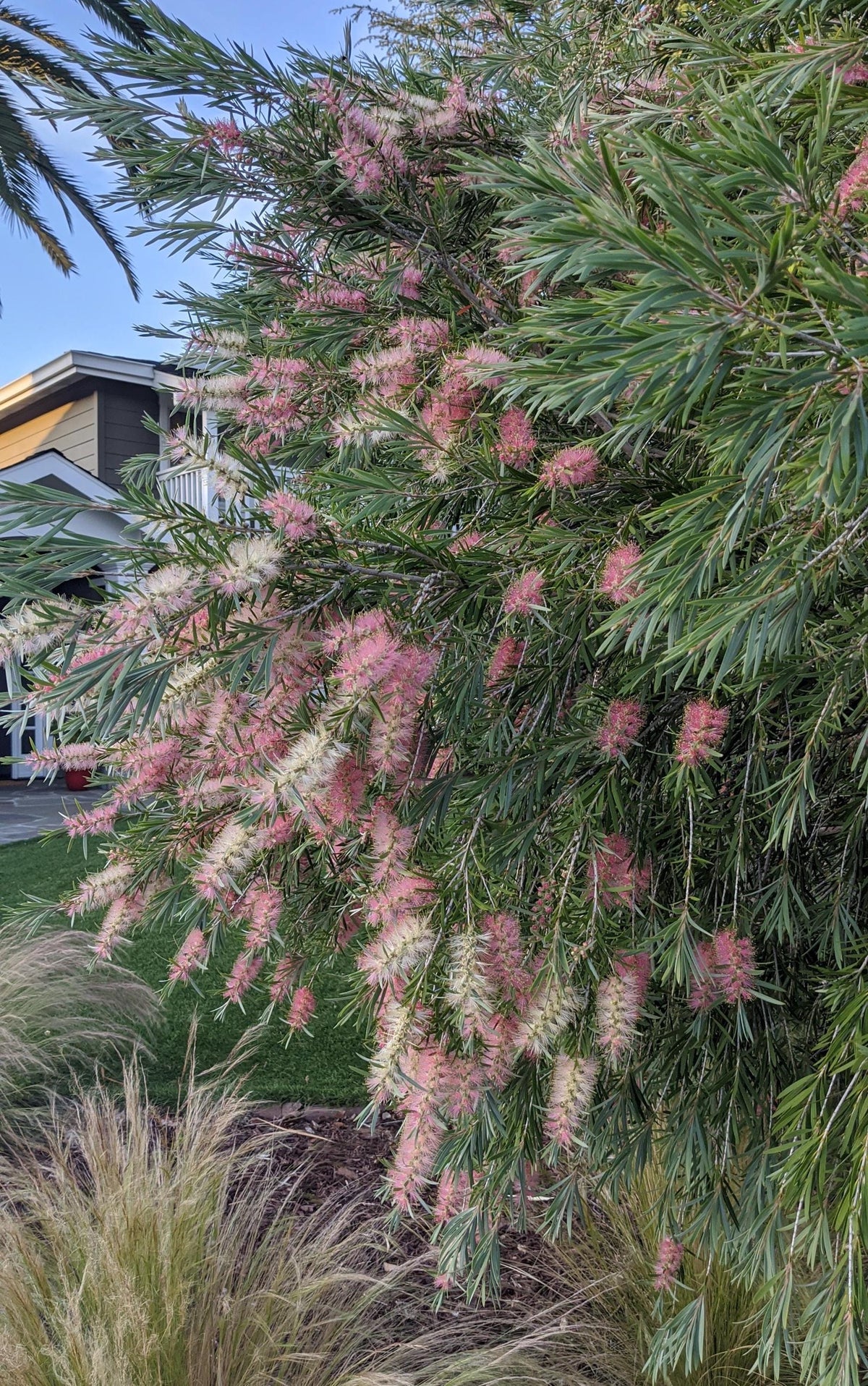 Weeping Bottlebrush ‘Canes Hybrid | Peachy Strawberry Lemonade Blooms - 1 Gallon Plants