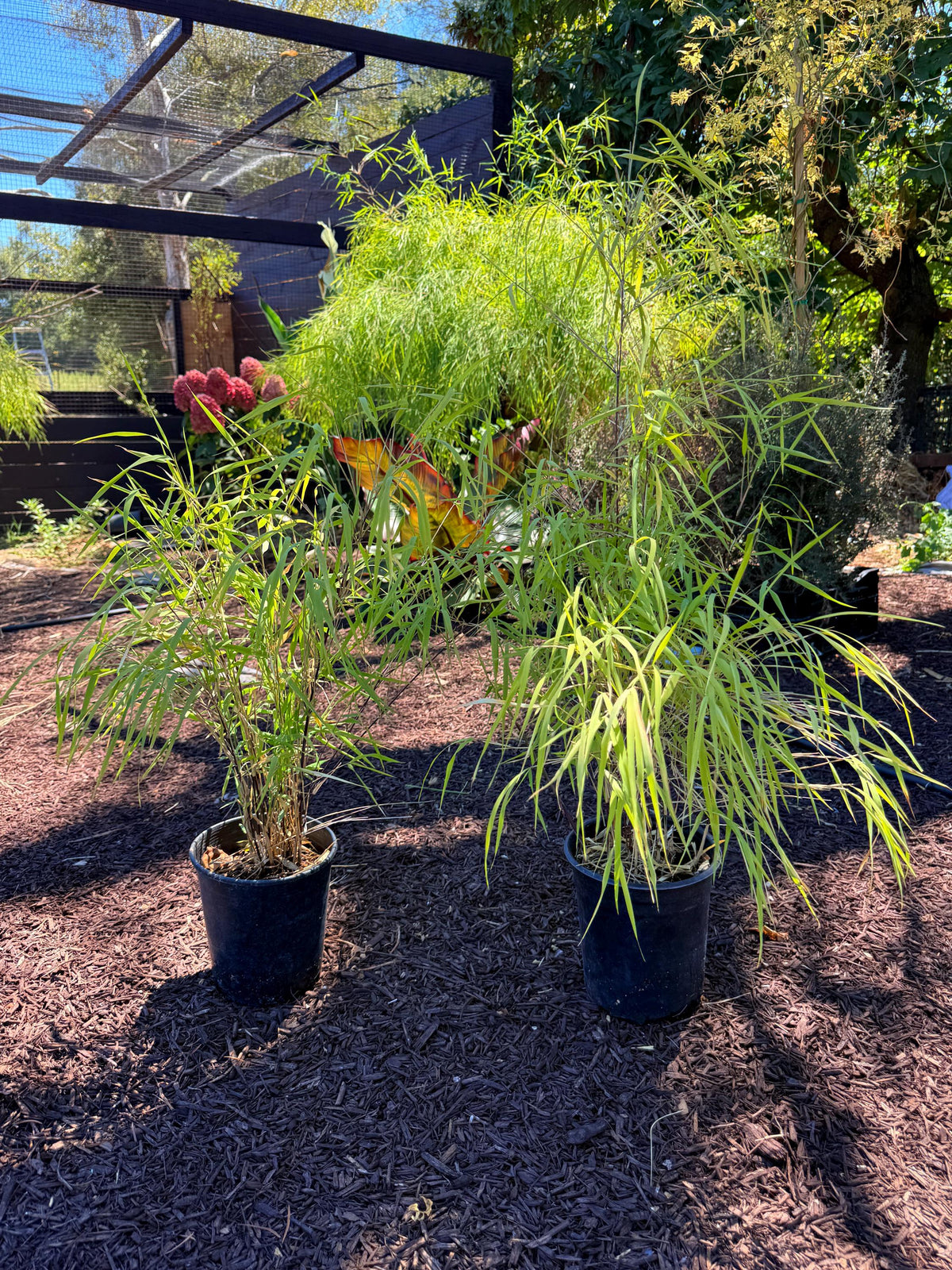 Otatea Acuminata Live Plant - Weeping Bamboo - RARE!