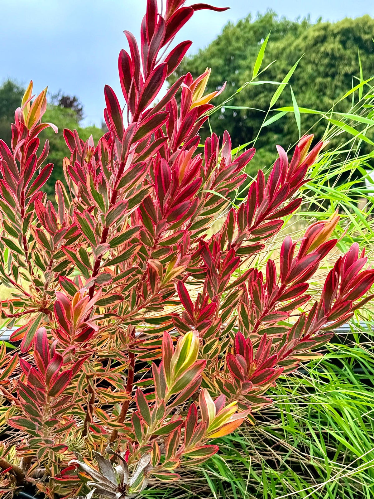 Large Leucadendron ‘JESTER | 1 Gallon Size Established Large Live Plants