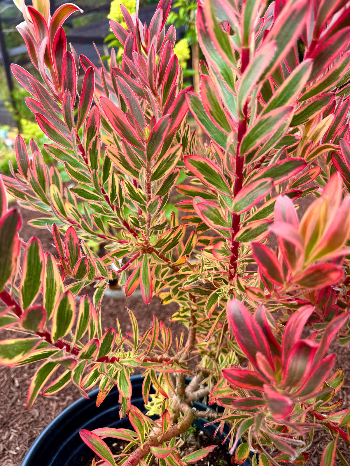 Large Leucadendron ‘JESTER | 1 Gallon Size Established Large Live Plants