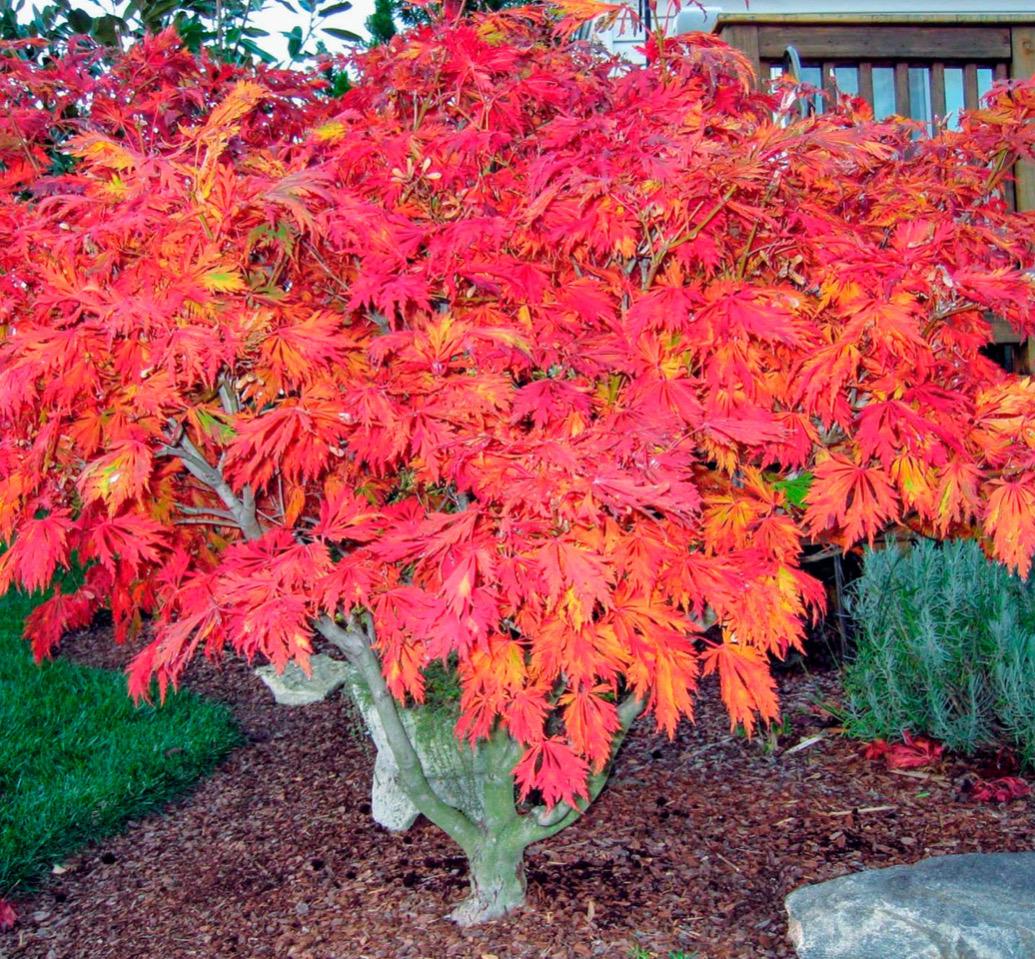 Mai Kujaku Full Moon Japanese Maple - 1 Gallon - Live Plant