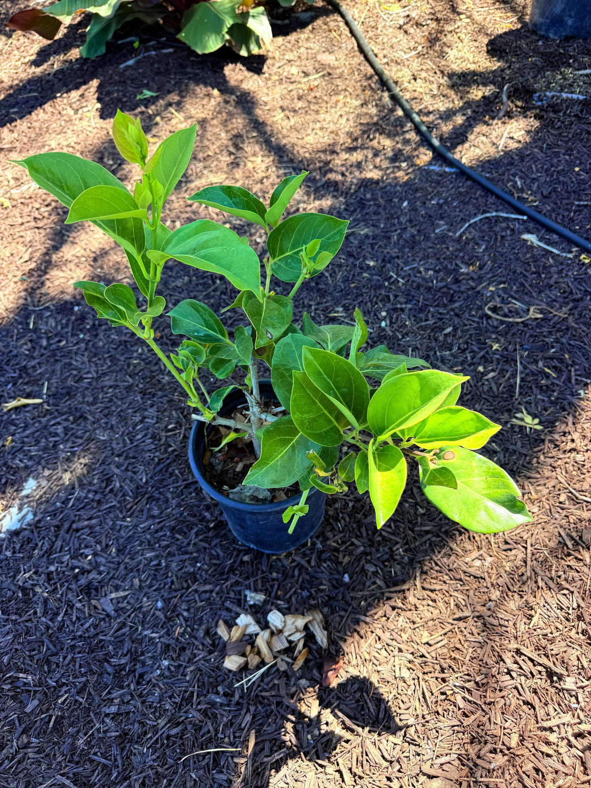 Burmese Giant Honeysuckle (Super Fragrant!) - 1 Gallon - Live Plant