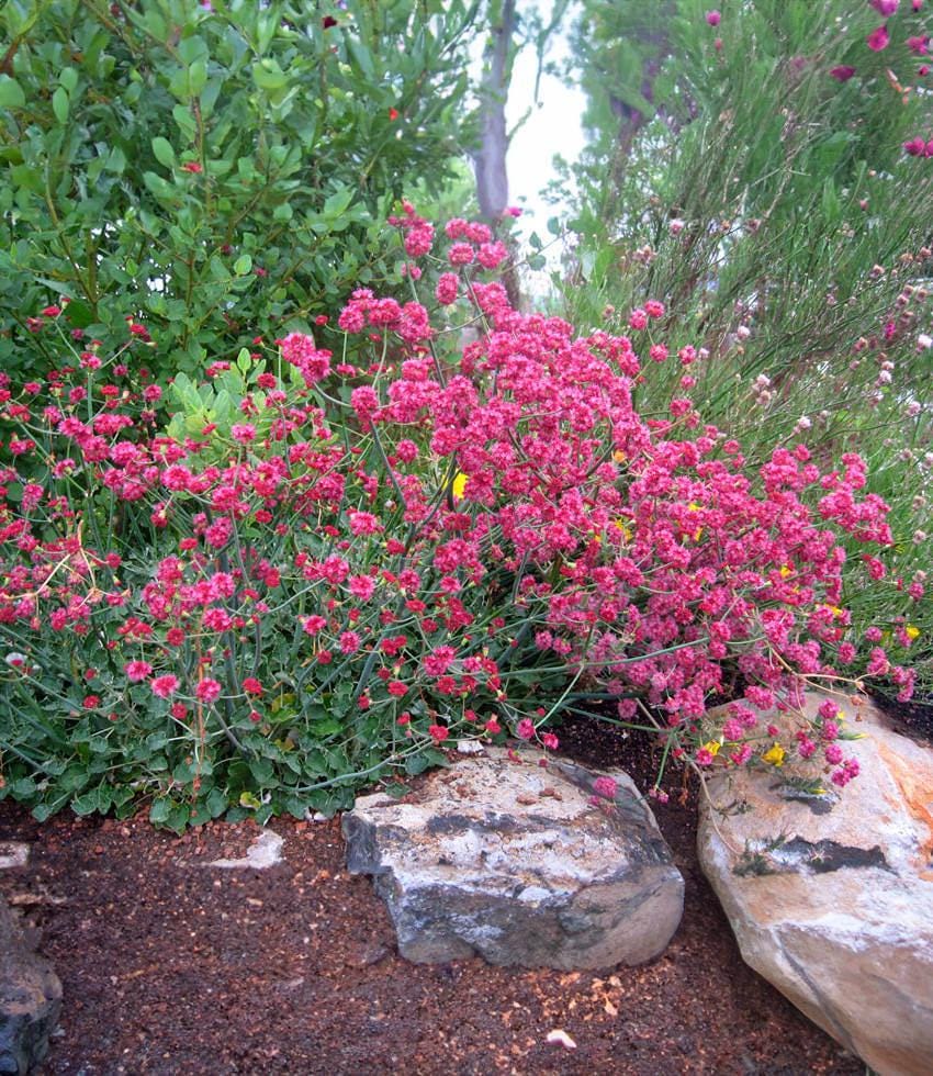 2-Pack California Red Buckwheat - 1 Gallon - Live Plants