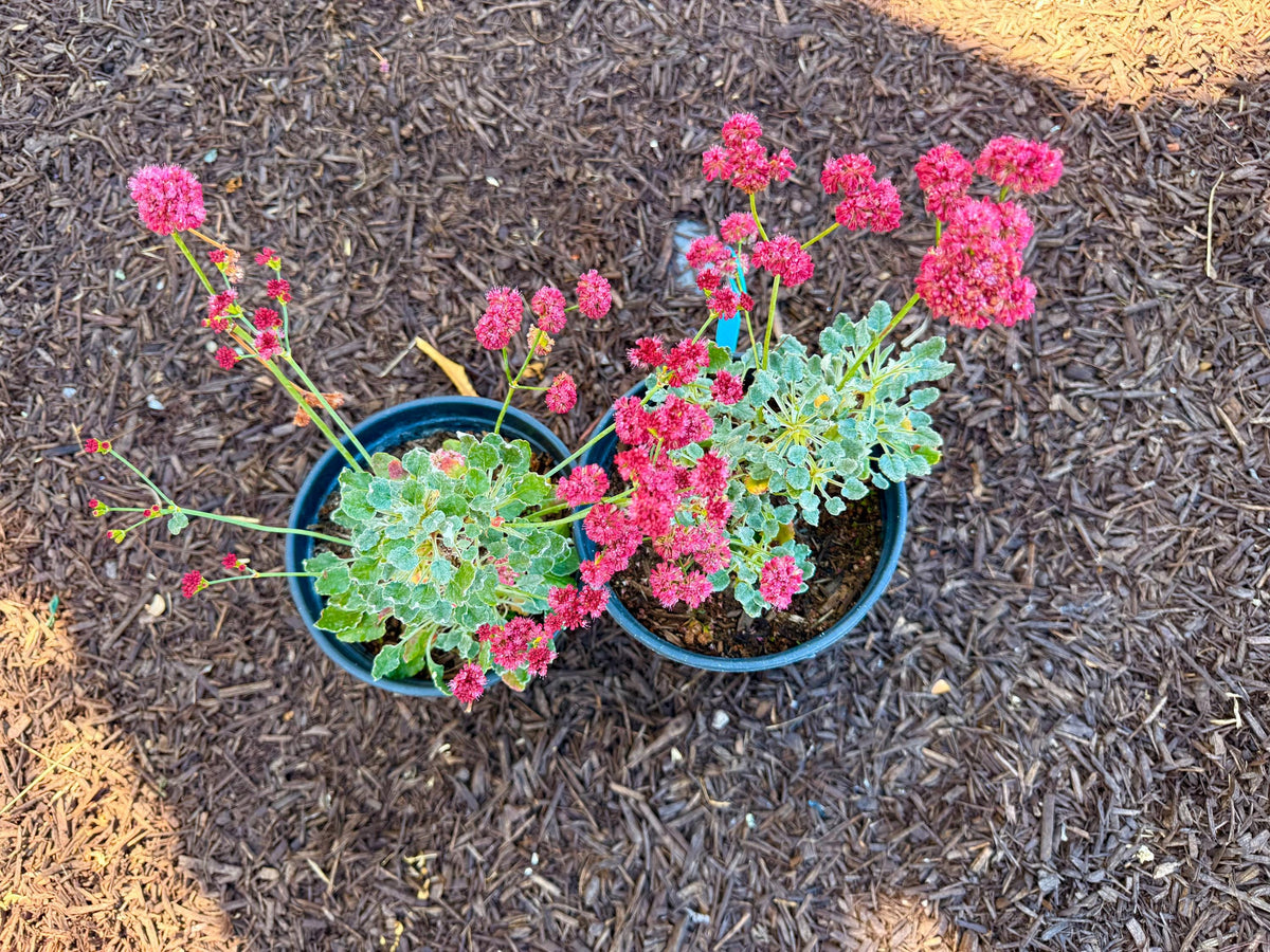 2-Pack California Red Buckwheat - 1 Gallon - Live Plants