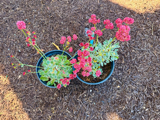 2-Pack California Red Buckwheat - 1 Gallon - Live Plants