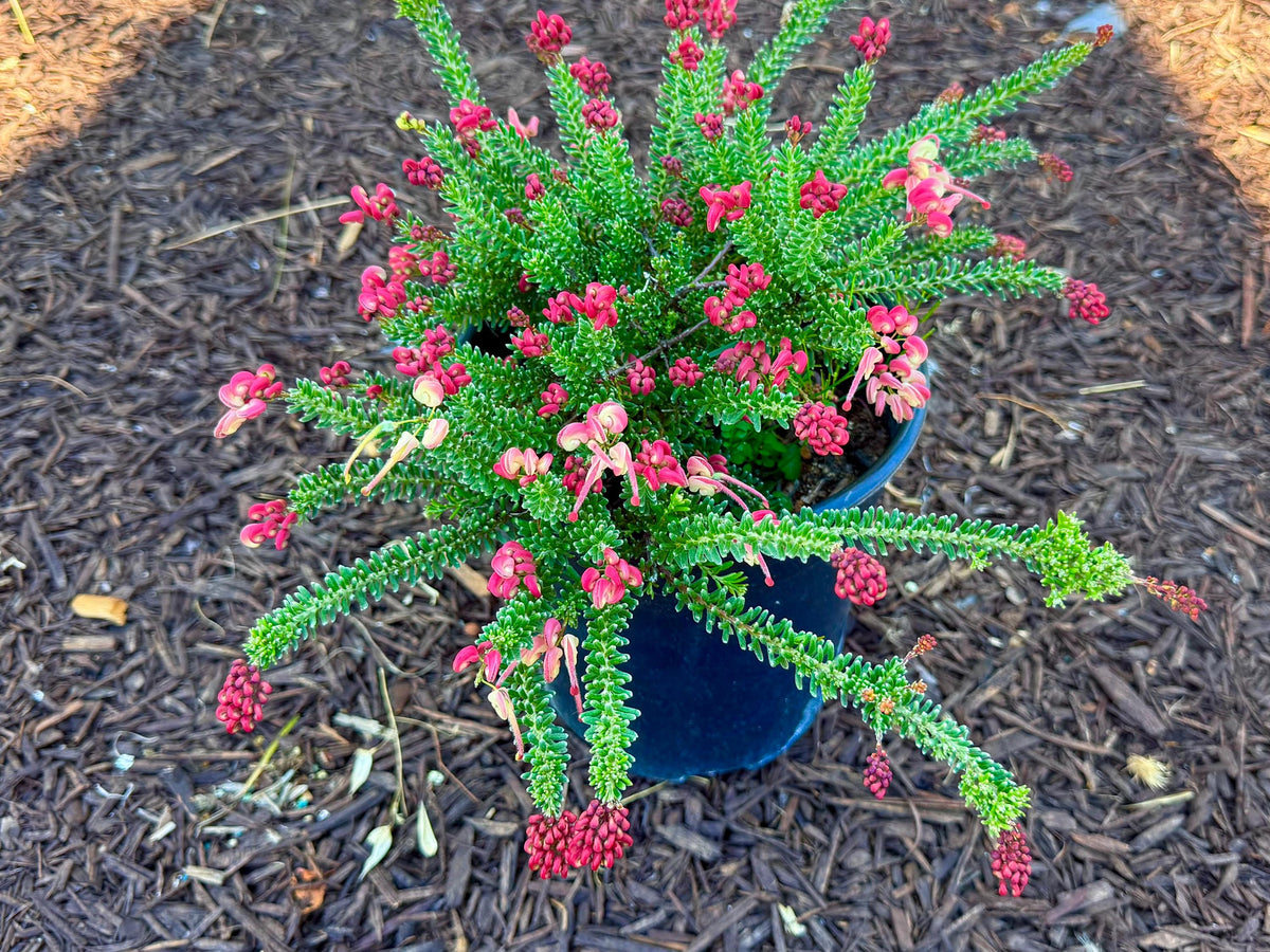 Grevillea ‘Coastal Gem - 1 Gallon - Live Plant