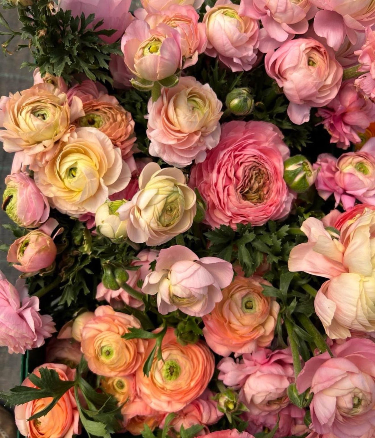 Imported Ranunculus ‘Pastello Dolce Vita Elegance Series - 5 Corms