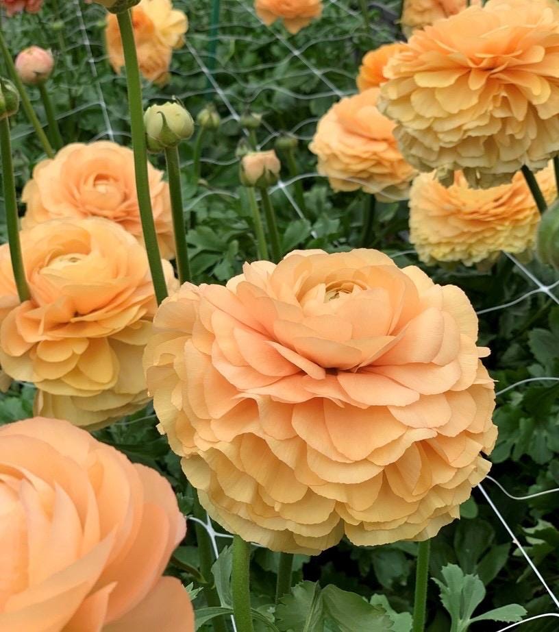 Imported Ranunculus ‘Grand Pastel Cloni Success Series - 5 Corms