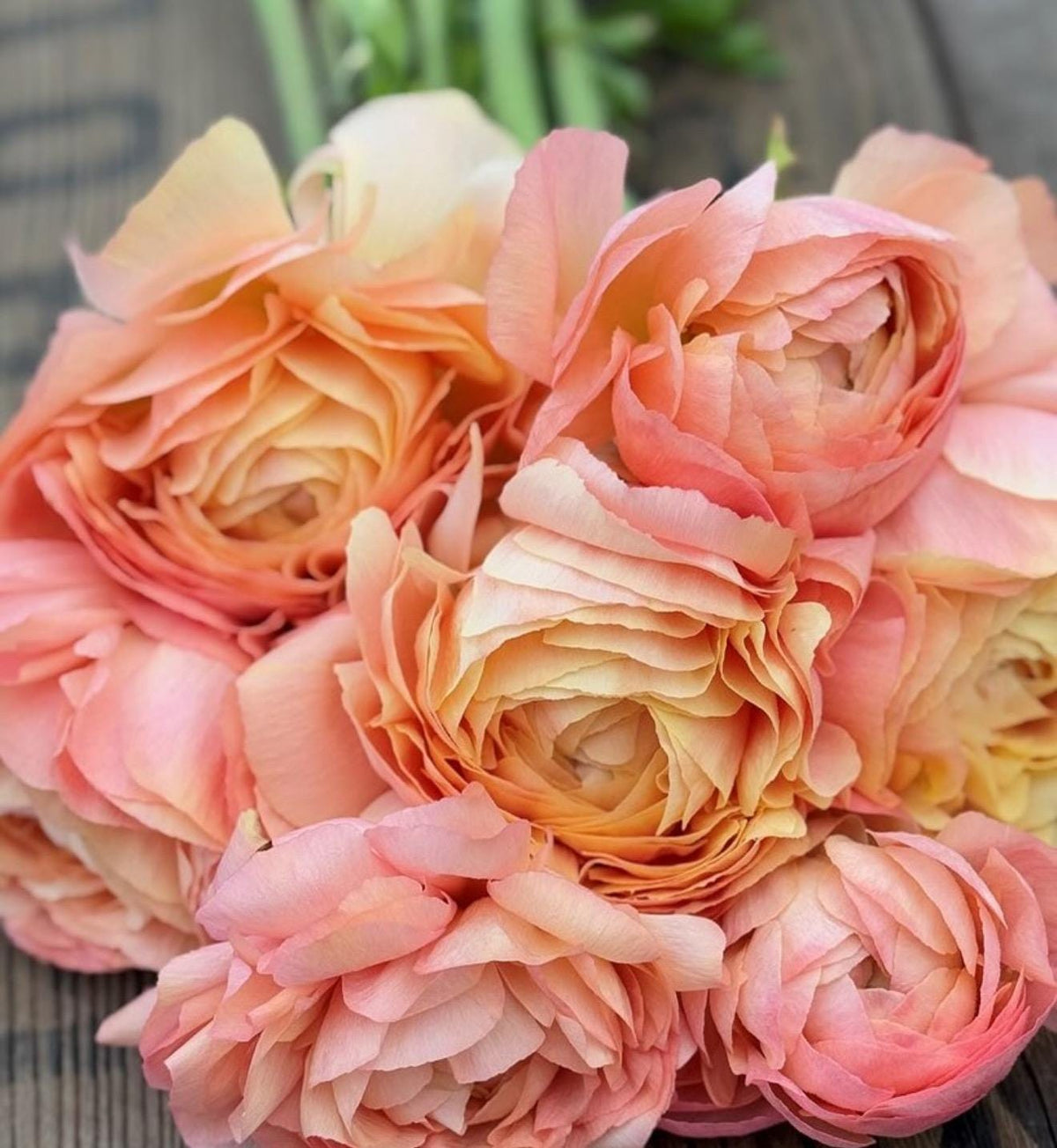 Imported Ranunculus ‘Grand Pastel Cloni Success Series - 5 Corms