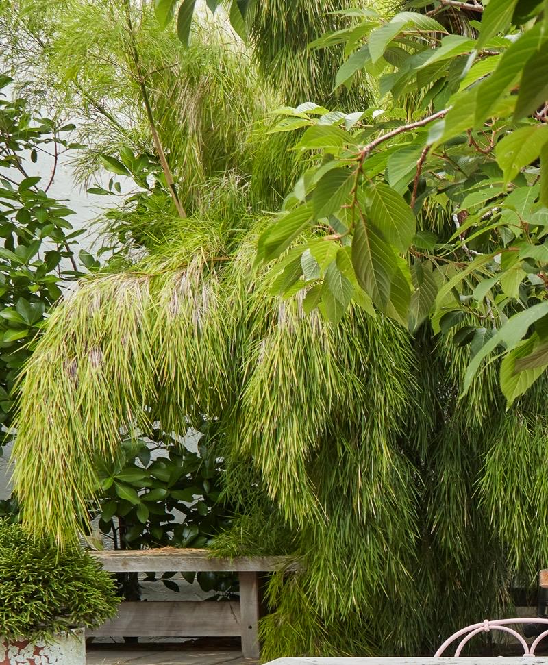 Otatea Acuminata Live Plant - Weeping Bamboo - RARE!