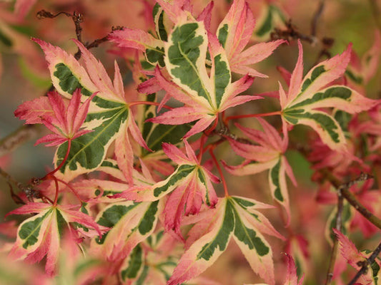 Hana Fubuki Japanese Maple - 1 Gallon - Live Plant