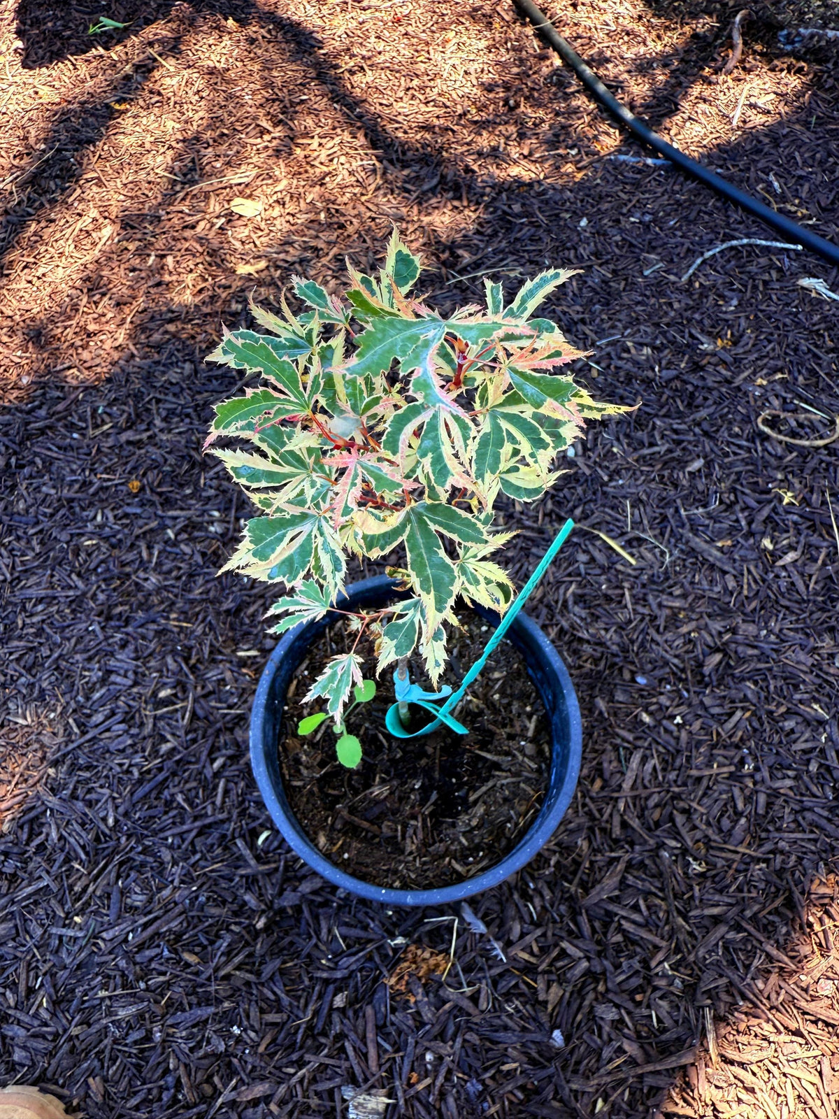 Hana Fubuki Japanese Maple - 1 Gallon - Live Plant