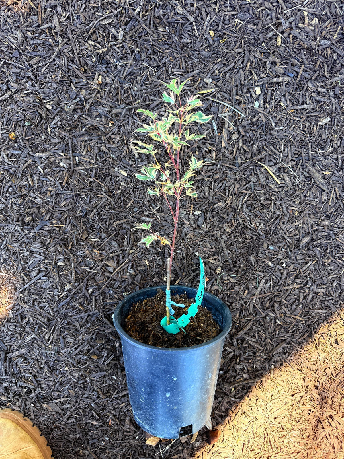 Hana Fubuki Japanese Maple - 1 Gallon - Live Plant