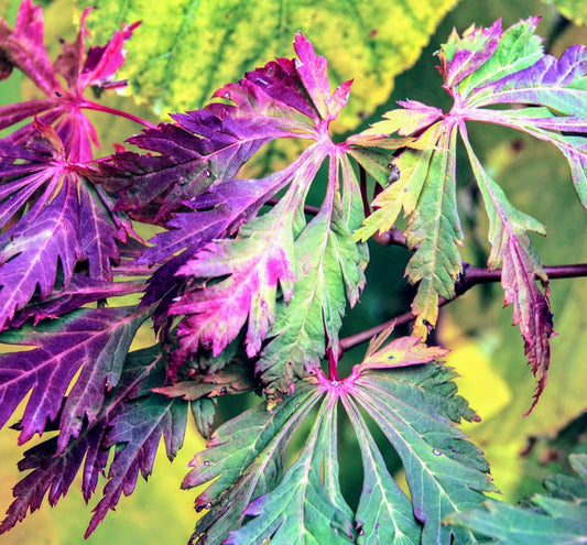 Mai Kujaku Full Moon Japanese Maple - 1 Gallon - Live Plant