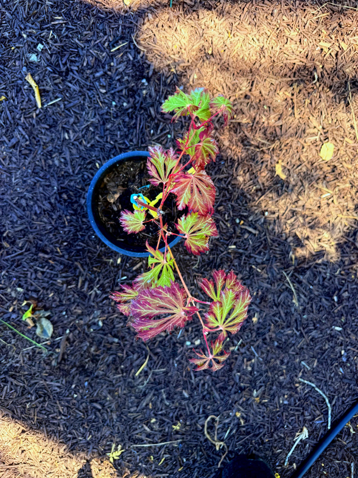 Mai Kujaku Full Moon Japanese Maple - 1 Gallon - Live Plant