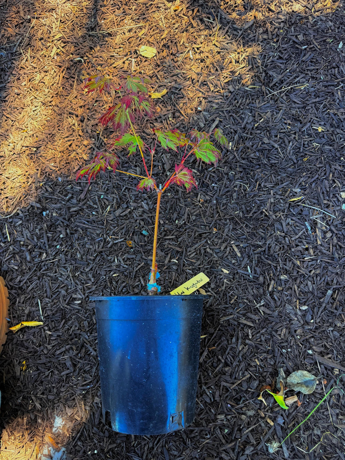 Mai Kujaku Full Moon Japanese Maple - 1 Gallon - Live Plant
