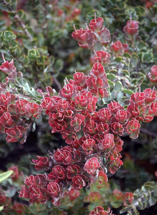 Adenanthos ‘Coral Drift - 1 Gallon - Live Plant