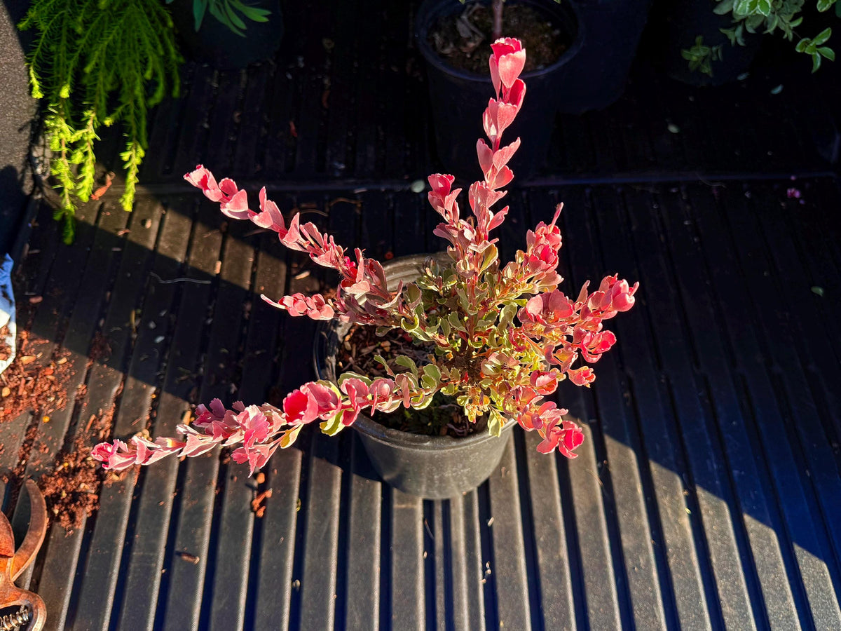 Adenanthos ‘Coral Drift - 1 Gallon - Live Plant