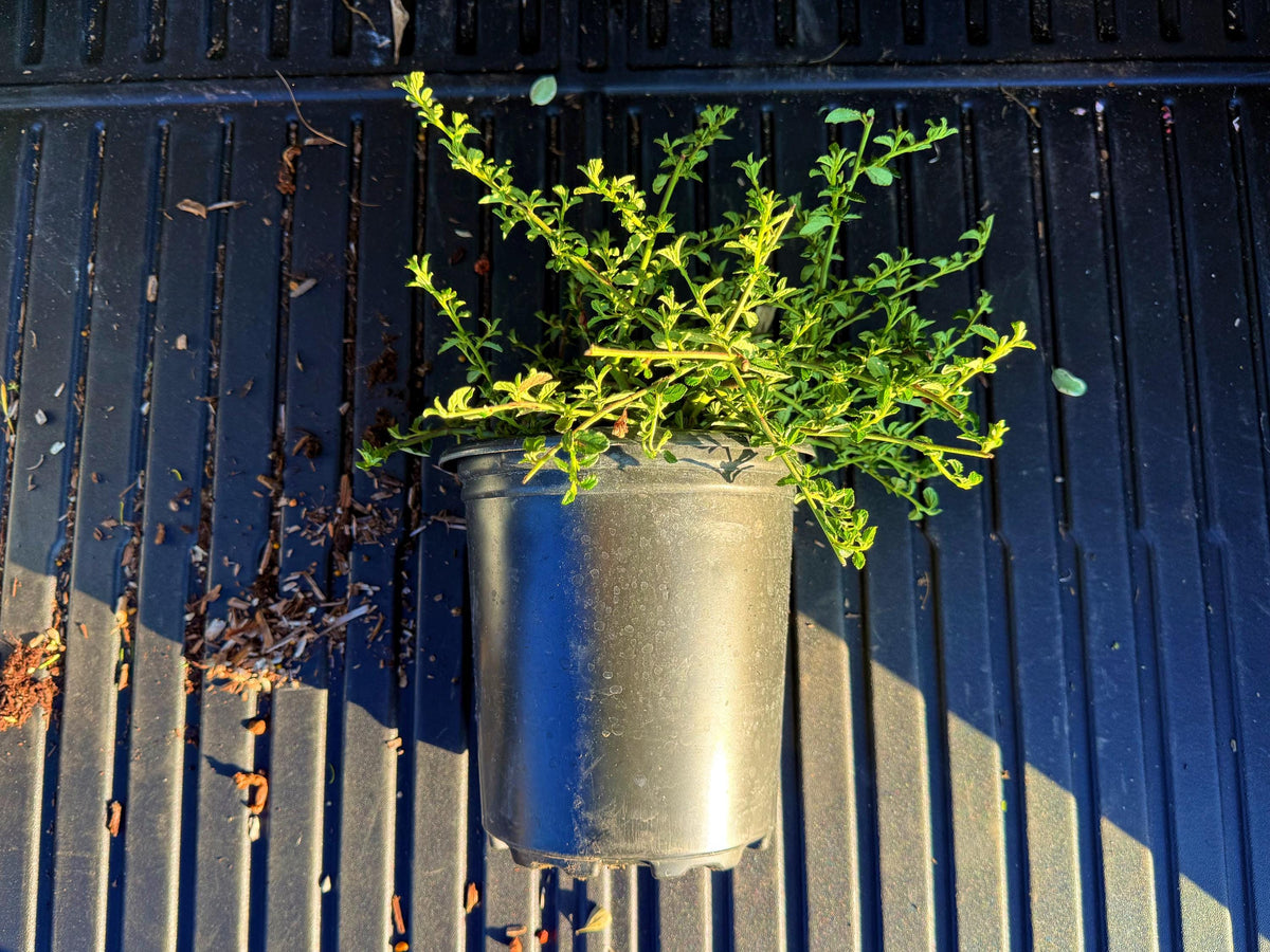 Ceanothus ‘Centennial California Lilac - 1 Gallon - Live Native Plant