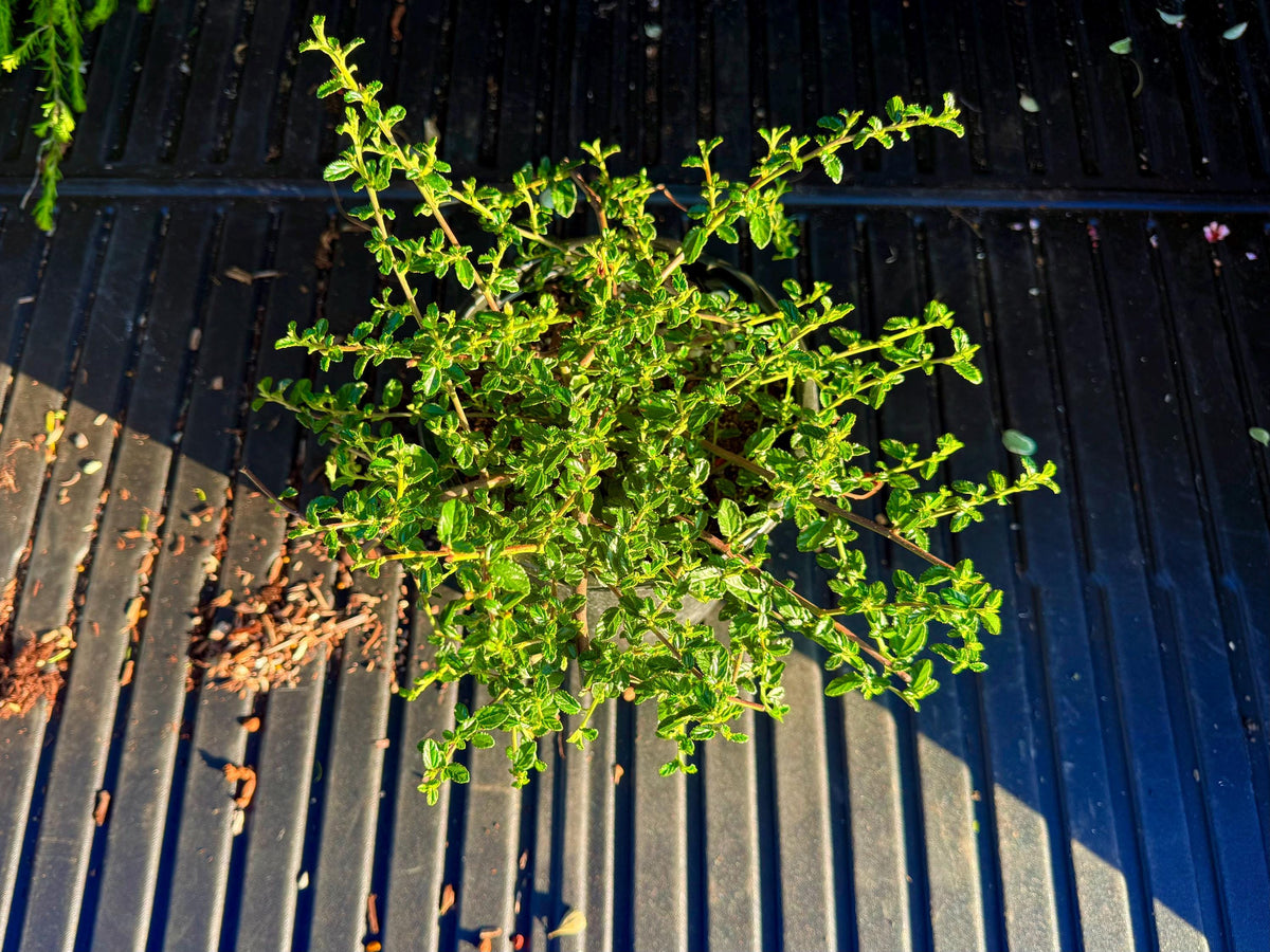 Ceanothus ‘Centennial California Lilac - 1 Gallon - Live Native Plant