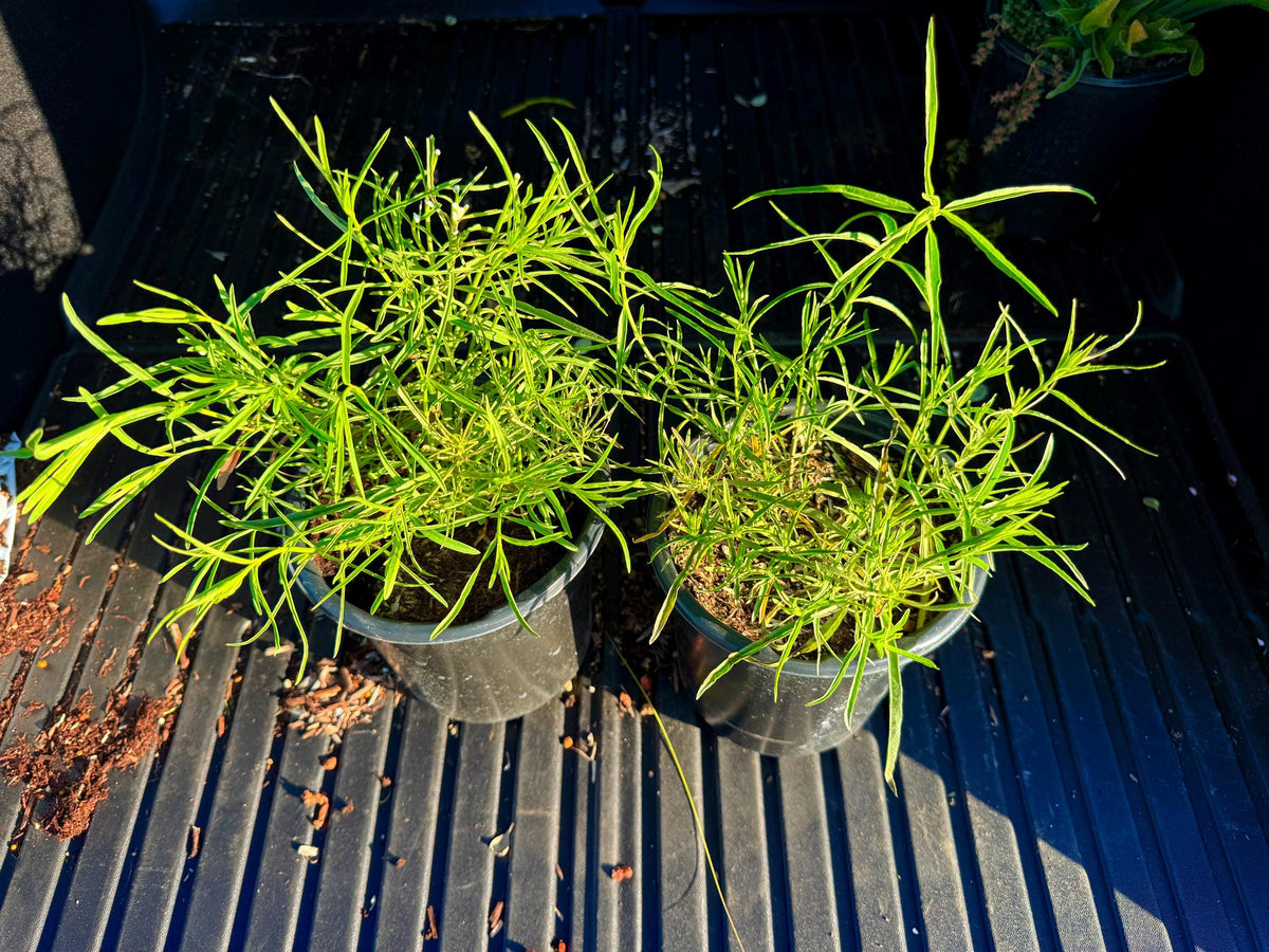 TWO Narrow Leaf Milkweed - 1 Gallon - Live Host Plant