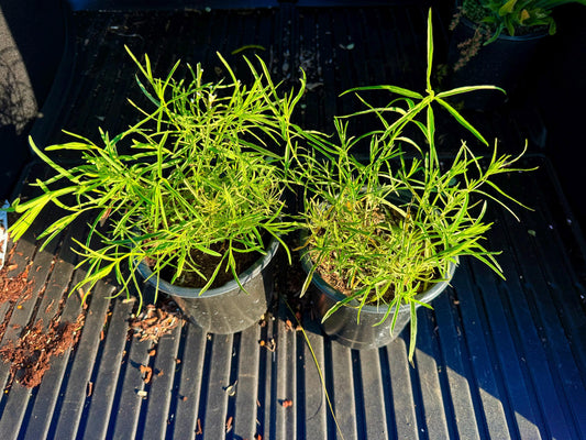 TWO Narrow Leaf Milkweed - 1 Gallon - Live Host Plant