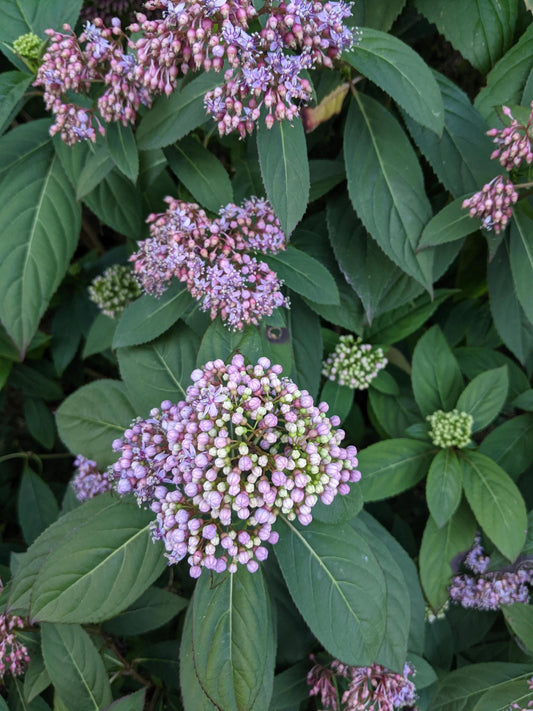 Evergreen Hydrangea febrifuga - 1 Gallon Live Plant