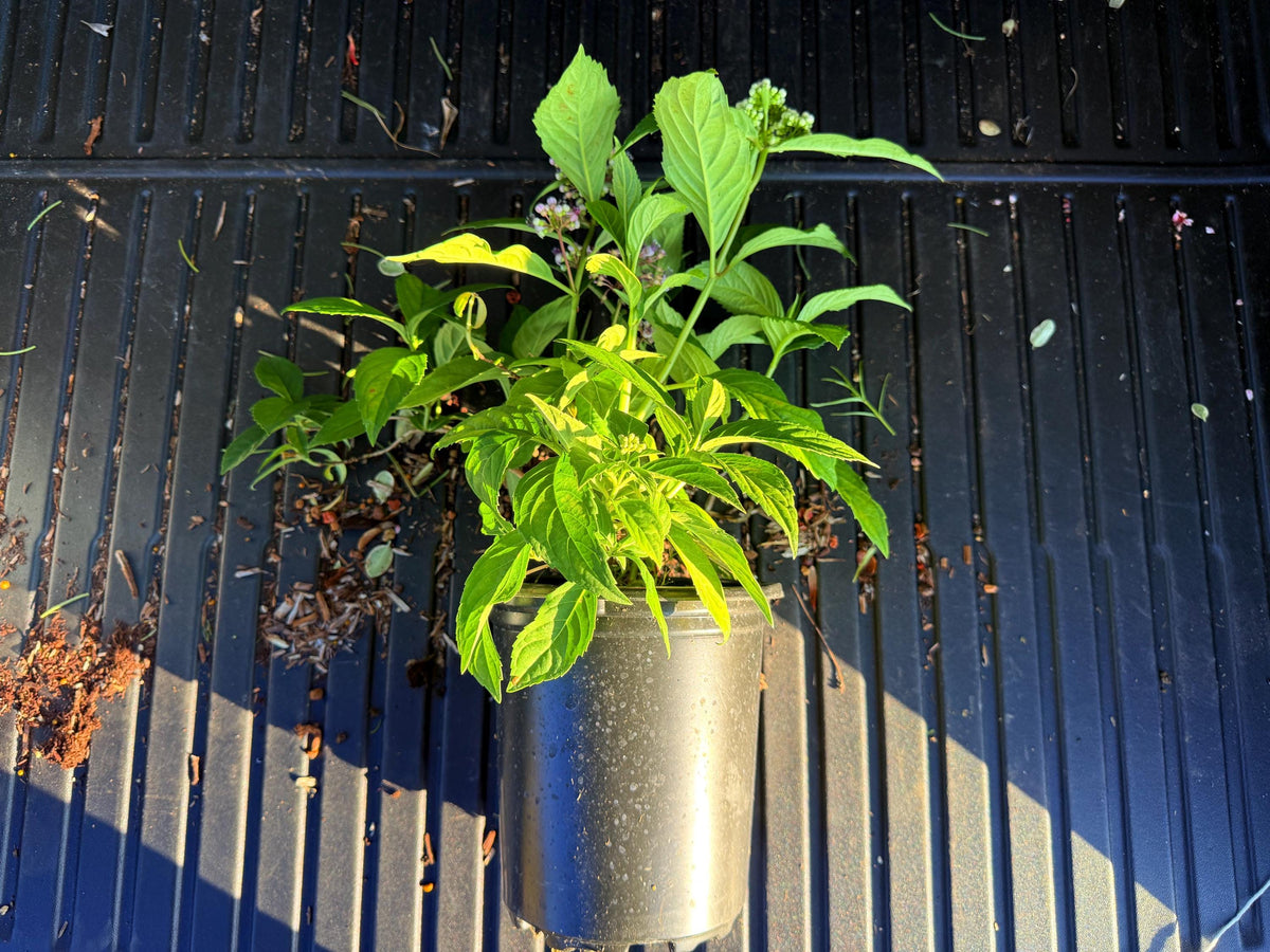 Evergreen Hydrangea febrifuga - 1 Gallon Live Plant
