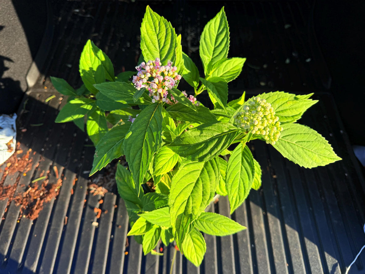 Evergreen Hydrangea febrifuga - 1 Gallon Live Plant