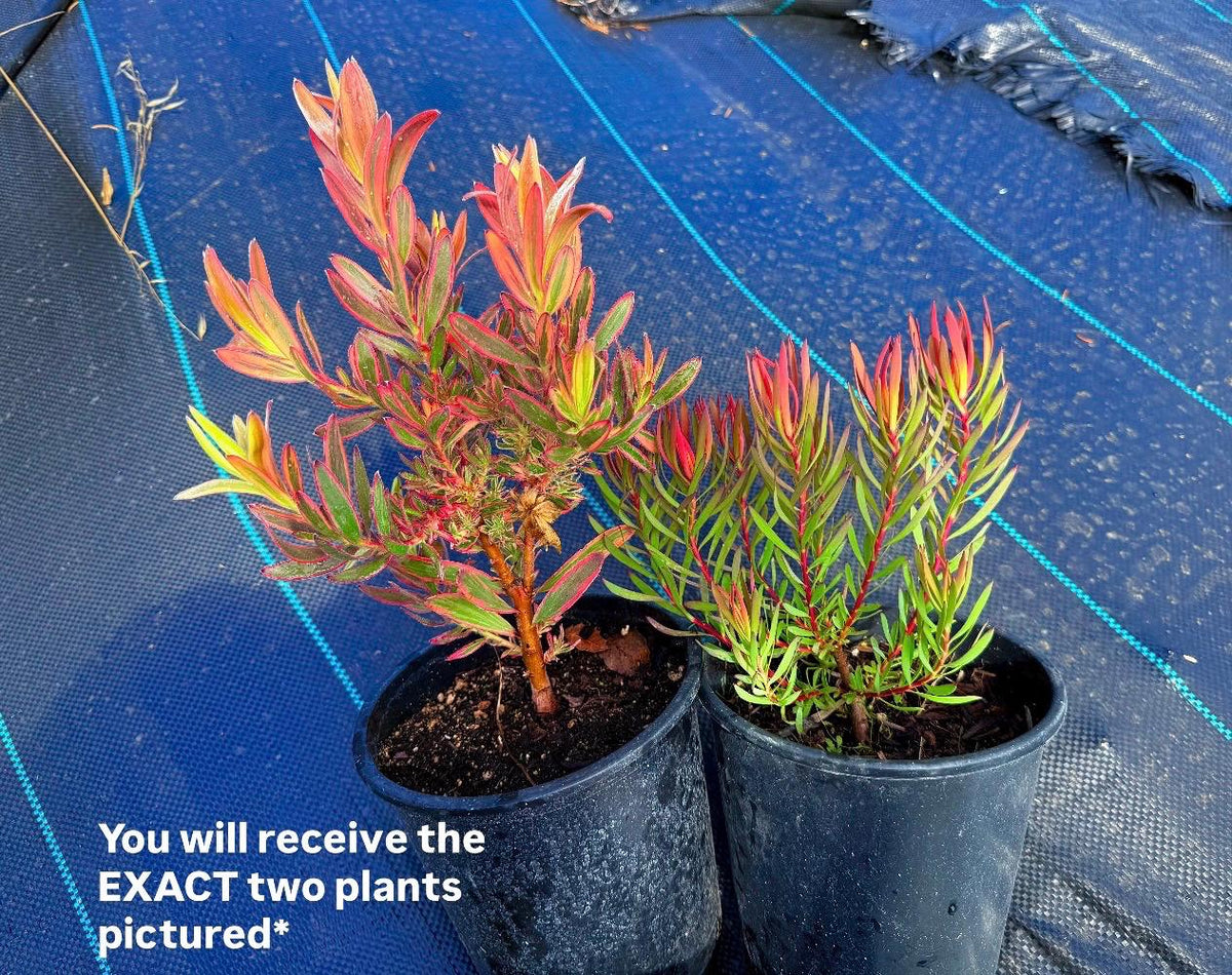 Leucadendron PACK - ‘Jester & ‘Yaeli PACK - 1 Gallon Plants