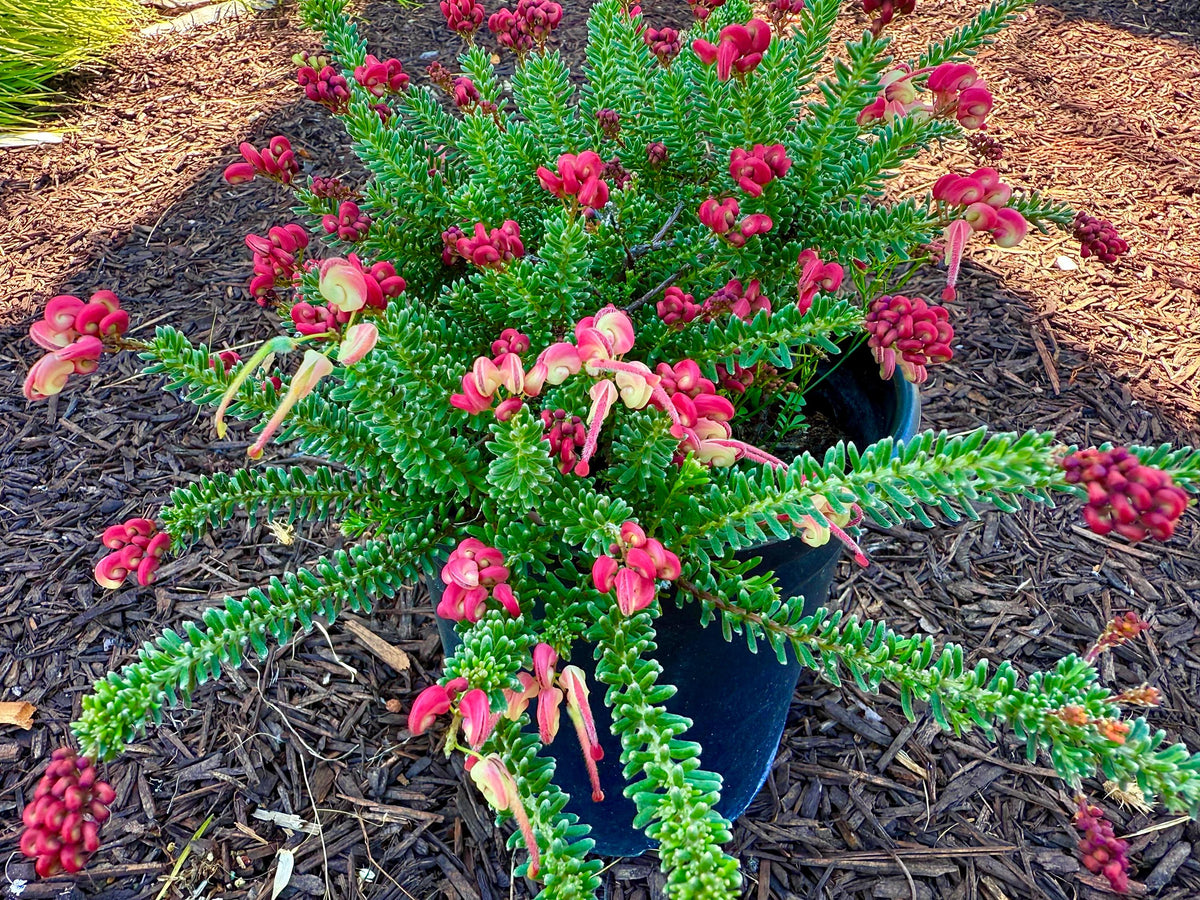Grevillea ‘Coastal Gem - 1 Gallon - Live Plant