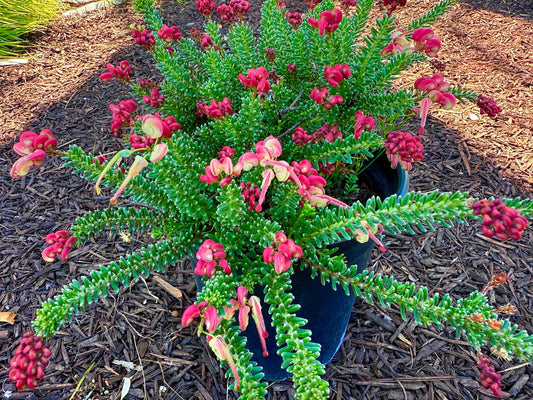 Grevillea ‘Coastal Gem - 1 Gallon - Live Plant